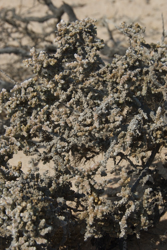 Amaranthaceae Salsola tuberculata