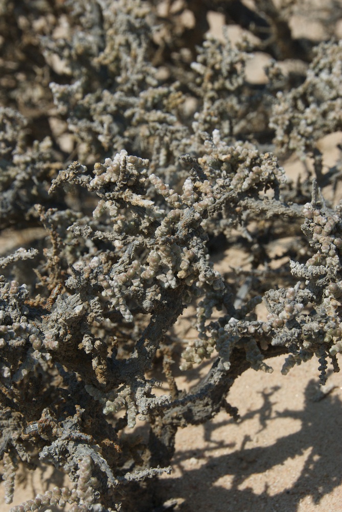 Amaranthaceae Salsola tuberculata