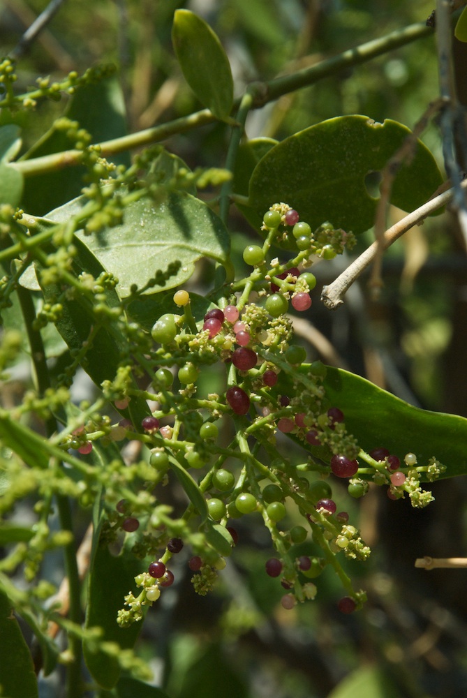 Salvadoraceae Salvadora persica