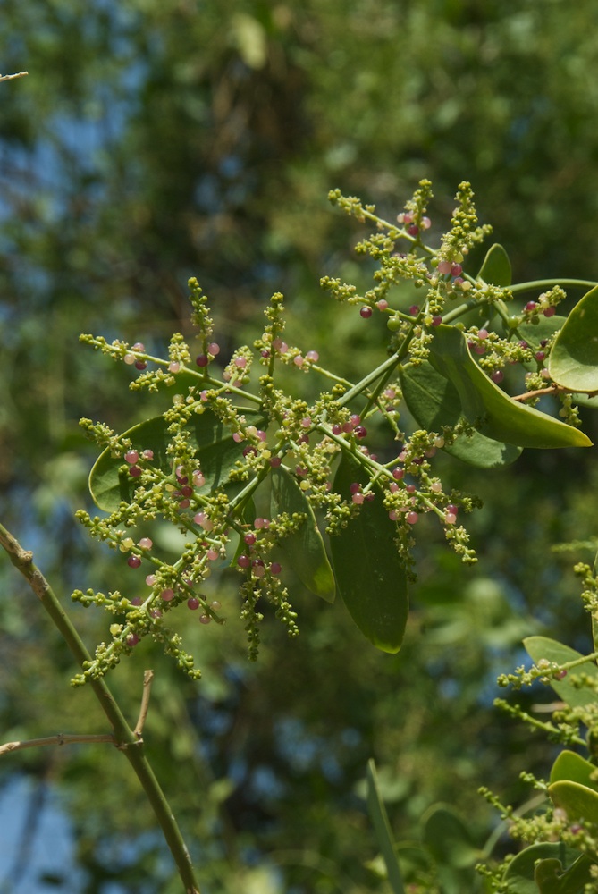 Salvadoraceae Salvadora persica