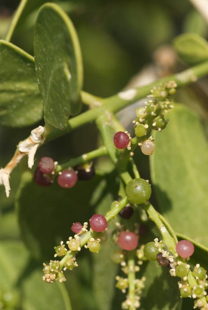 Salvadoraceae Salvadora persica