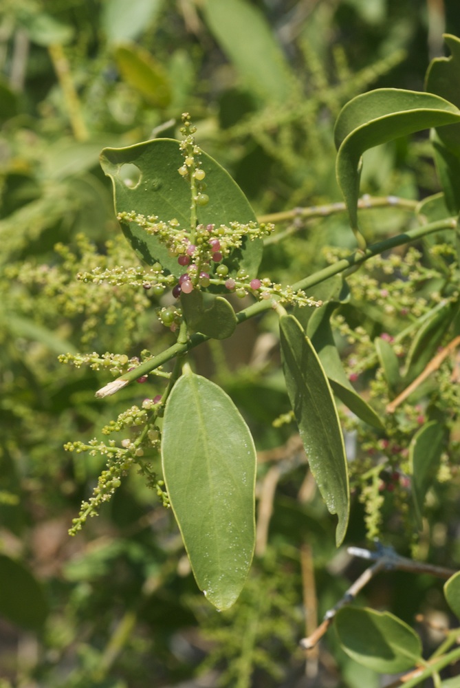 Salvadoraceae Salvadora persica