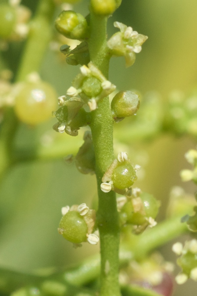 Salvadoraceae Salvadora persica