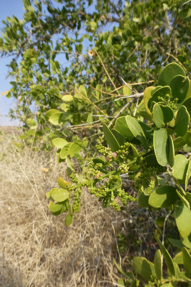 Salvadoraceae Salvadora persica