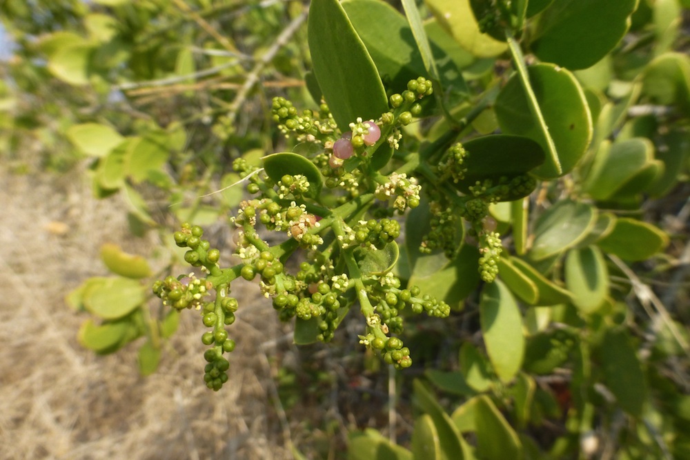 Salvadoraceae Salvadora persica