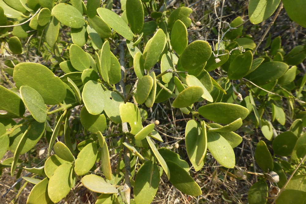 Salvadoraceae Salvadora persica