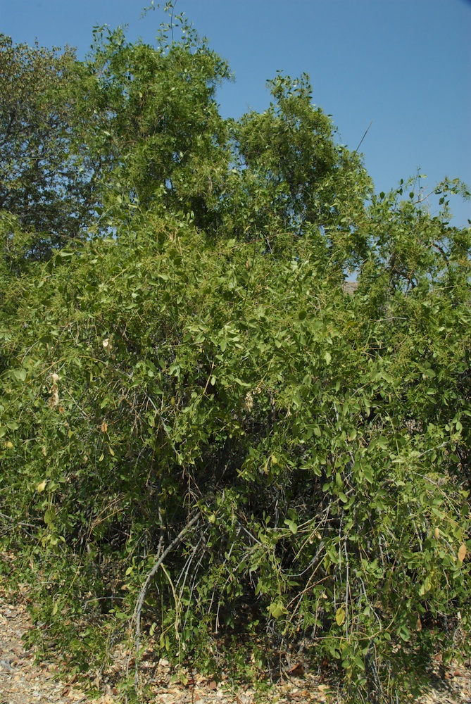 Salvadoraceae Salvadora persica