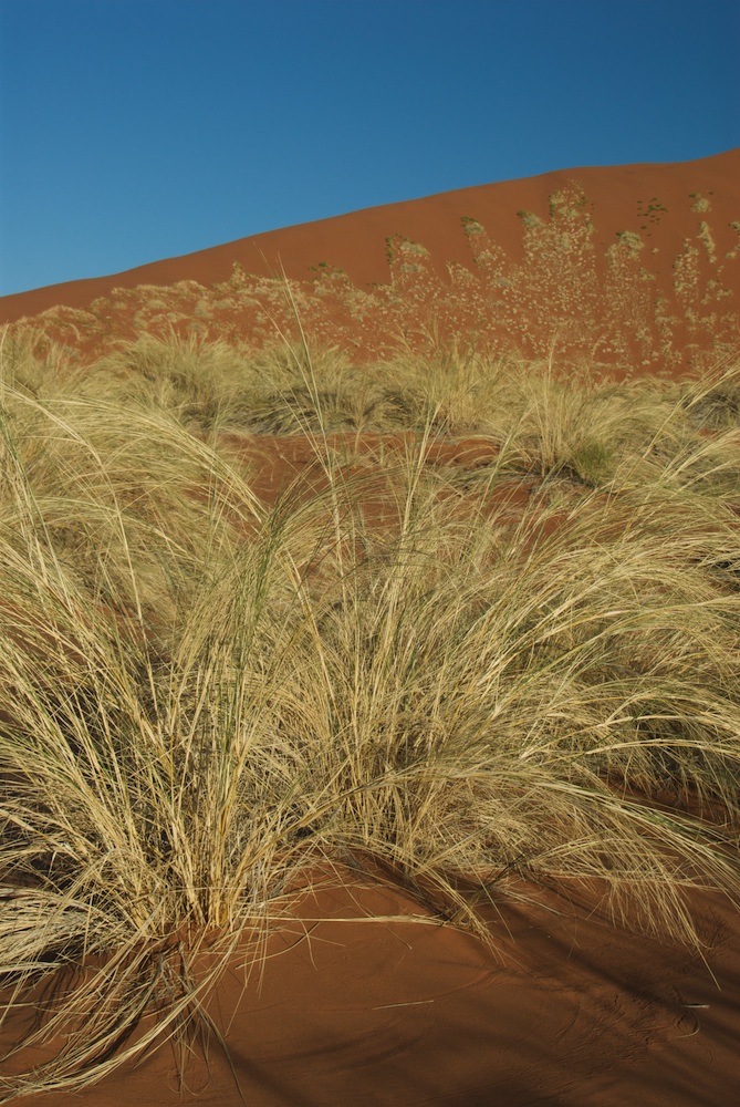 Poaceae Stipagrostis sabulicola