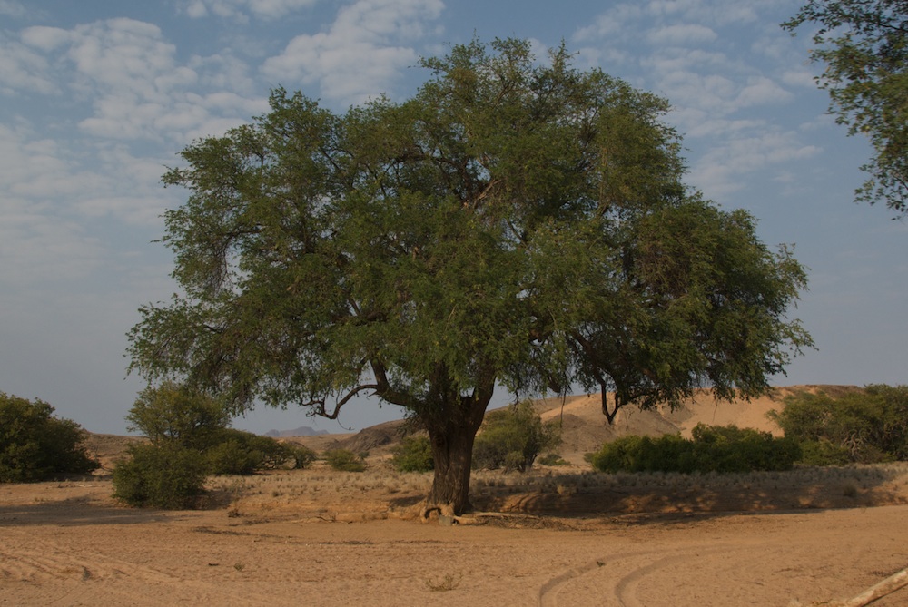 Fabaceae Acacia erioloba