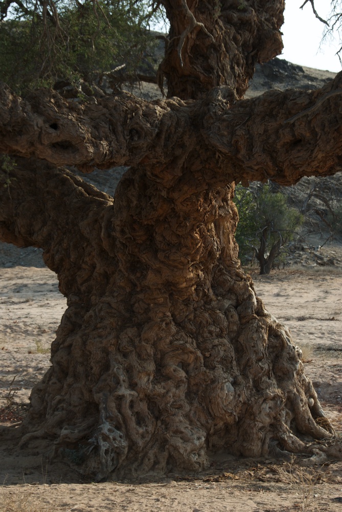 Fabaceae Acacia erioloba
