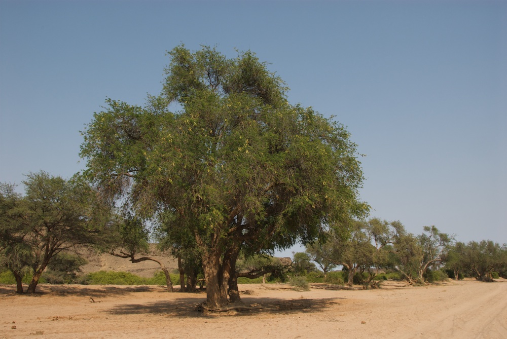 Fabaceae Acacia erioloba