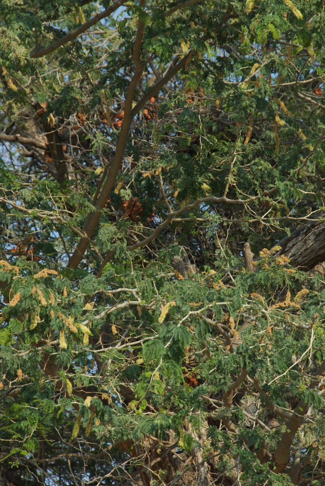 Fabaceae Acacia erioloba