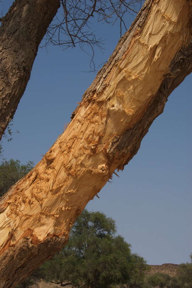 Fabaceae Acacia erioloba