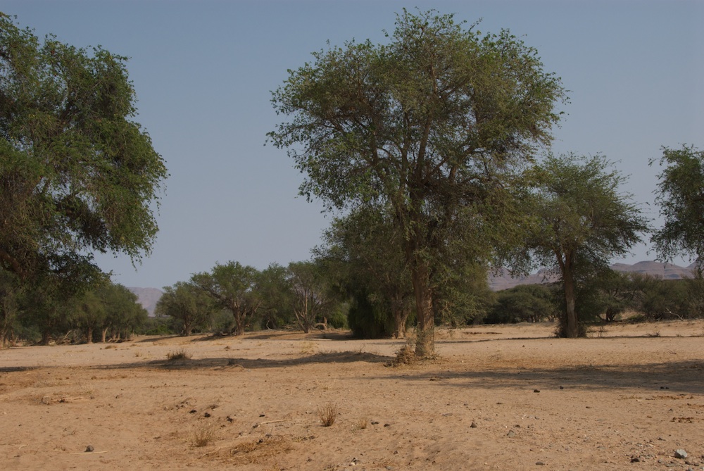 Fabaceae Acacia erioloba