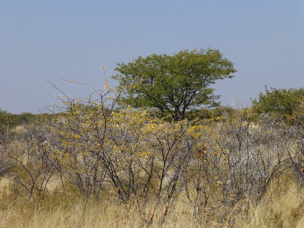 Fabaceae Acacia nebrownii