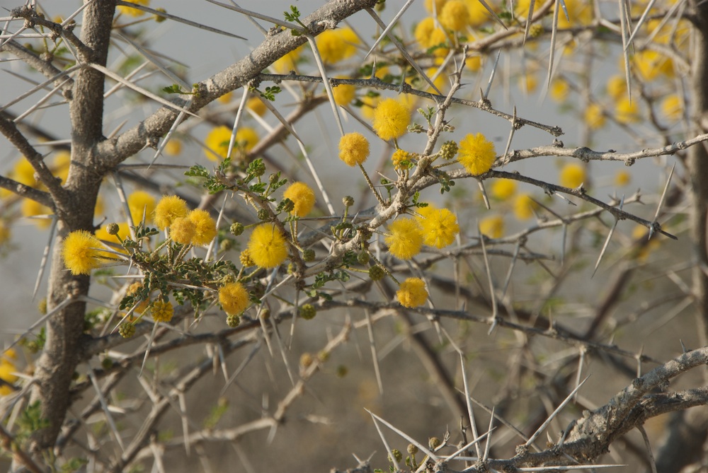 Fabaceae Acacia nebrownii