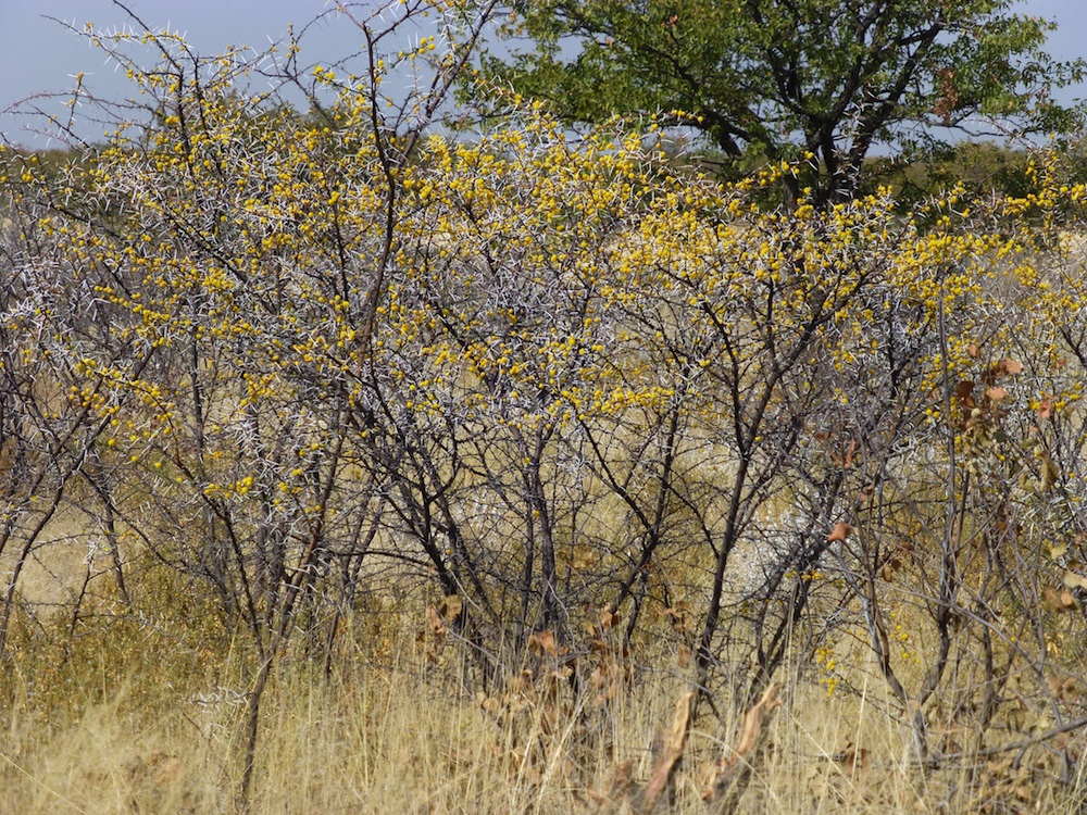 Fabaceae Acacia nebrownii