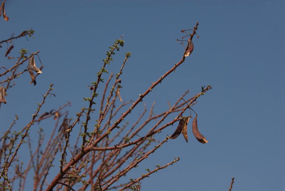 Fabaceae Acacia reficiens