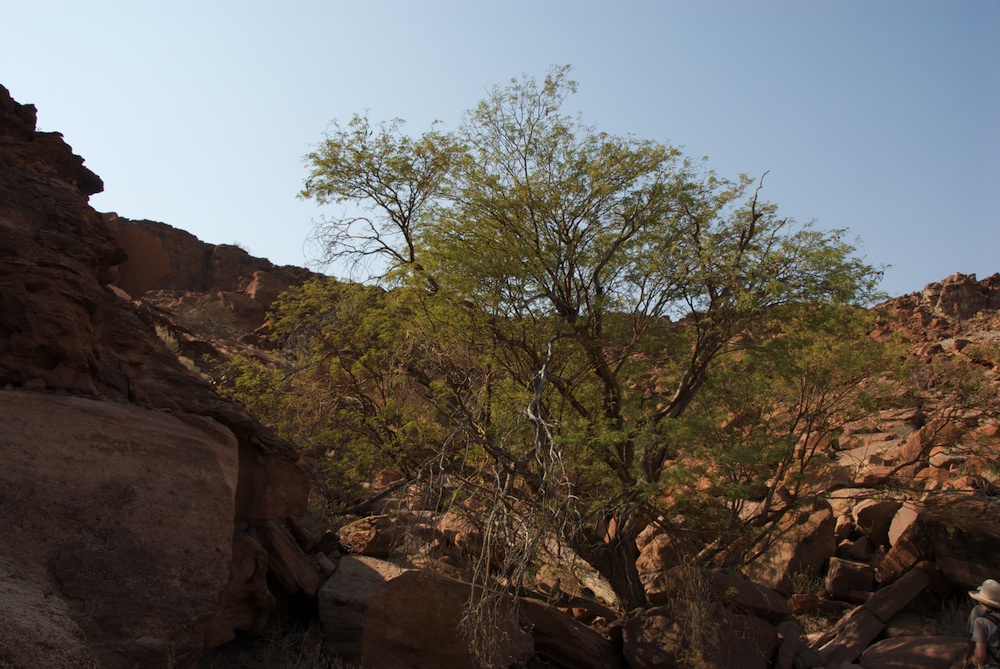 Fabaceae Acacia reficiens