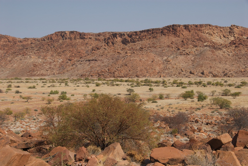 Fabaceae Acacia reficiens