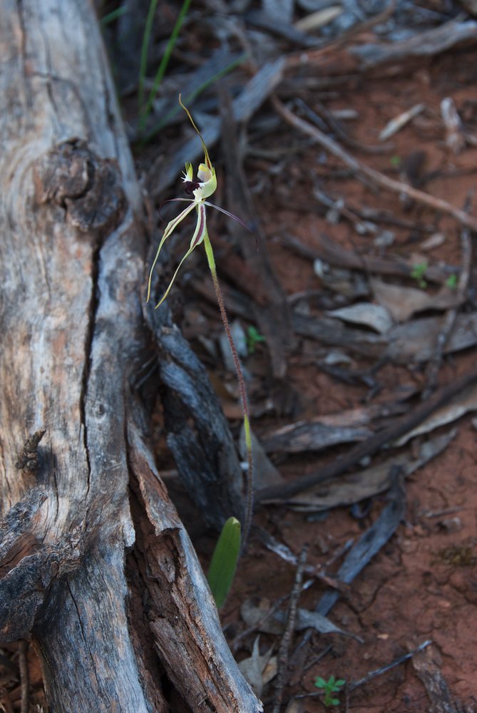 Orchidaceae Caladenia dilatata