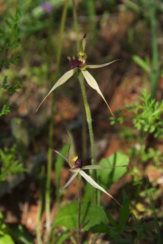 Orchidaceae Caladenia patersonii