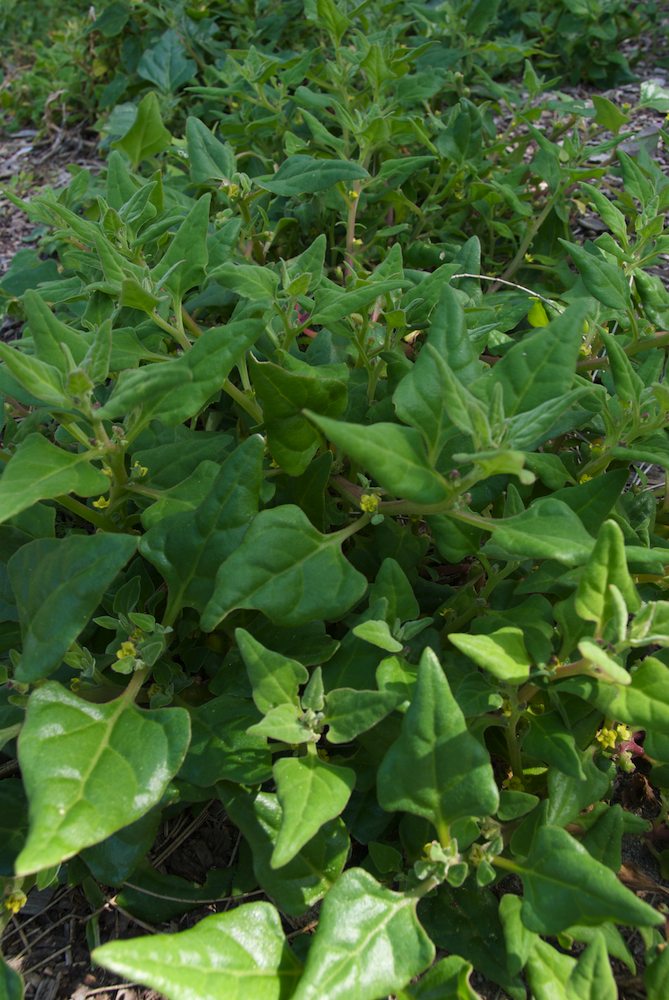 Aizoaceae Tetragonia tetragonioides