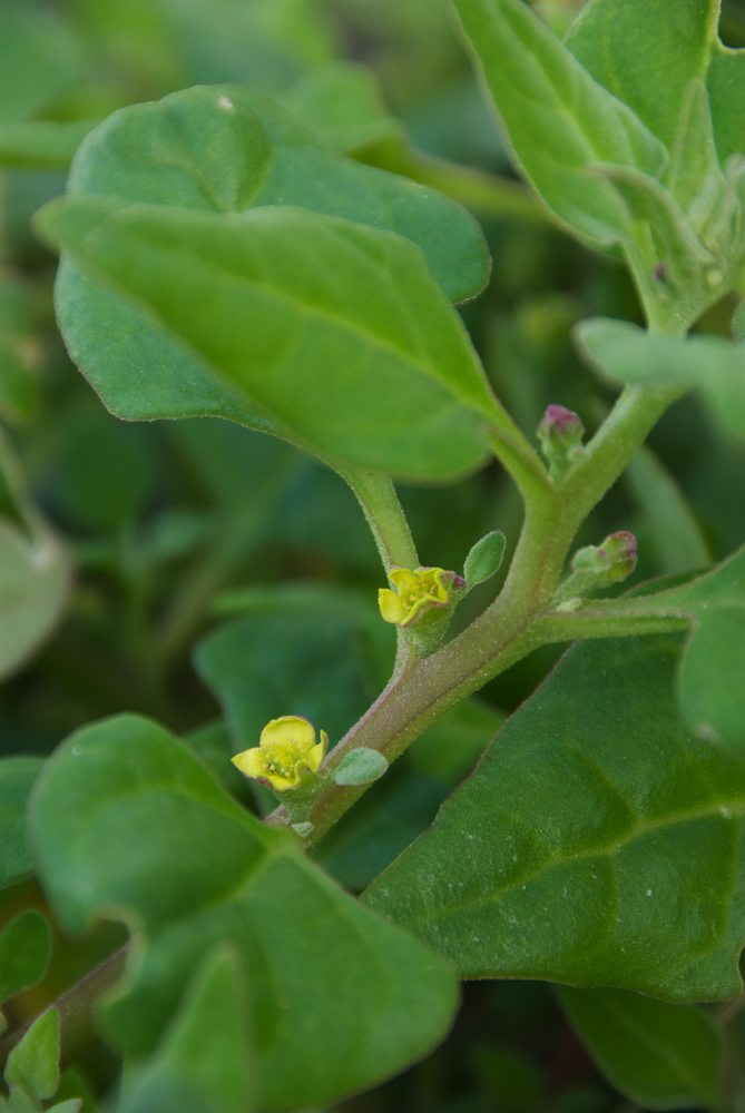 Aizoaceae Tetragonia tetragonioides