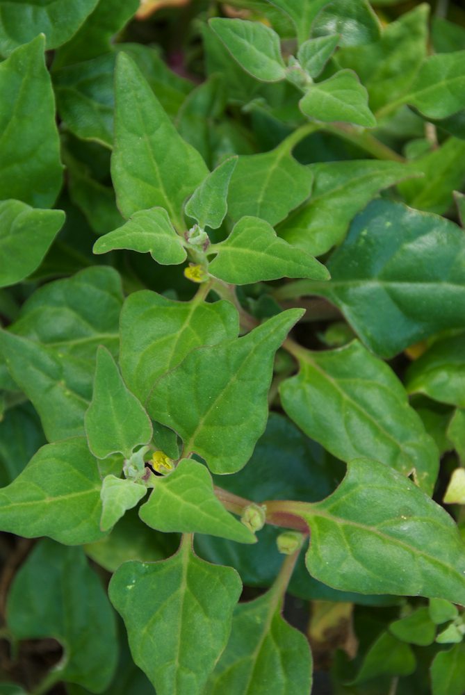 Aizoaceae Tetragonia tetragonioides