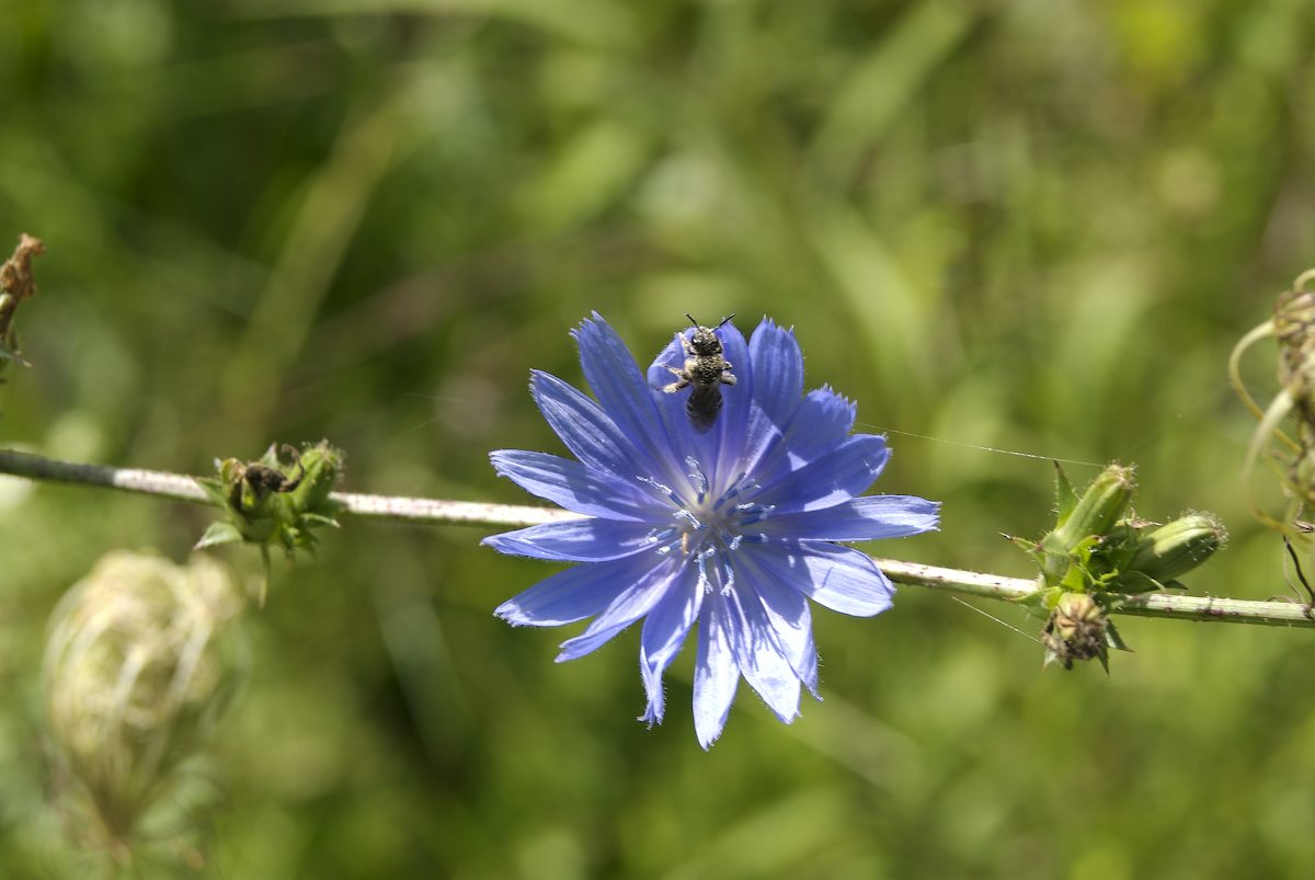 Asteraceae Cichorium intybus