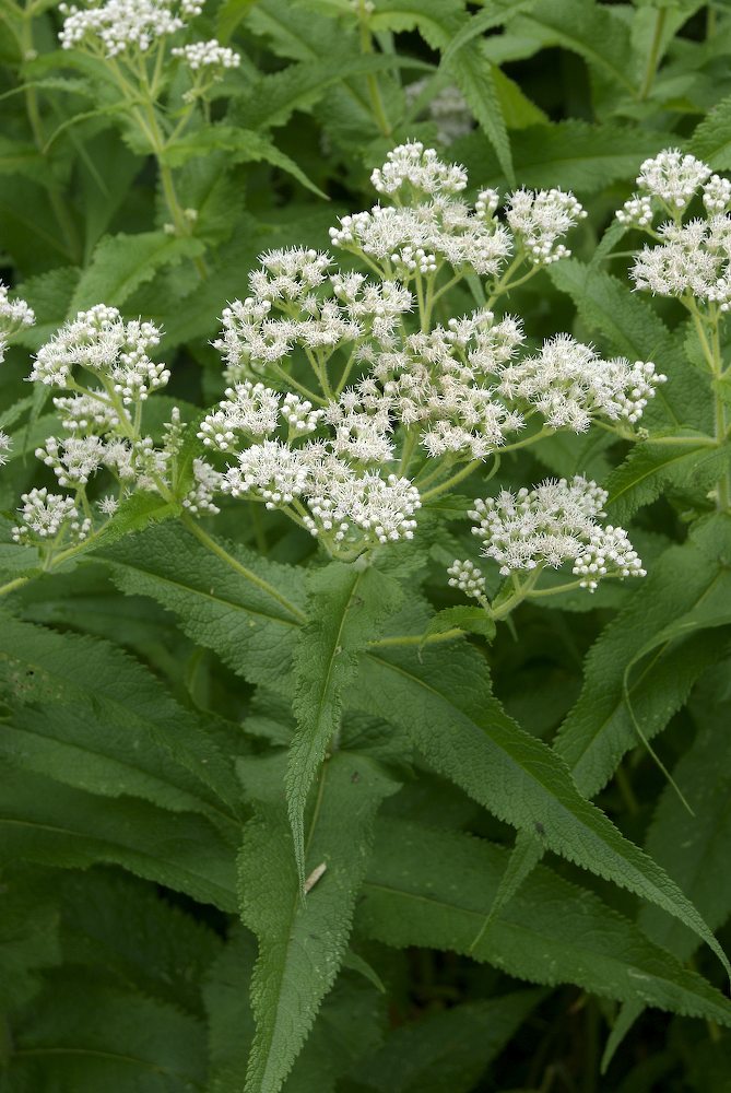 Asteraceae Eupatorium perfoliatum