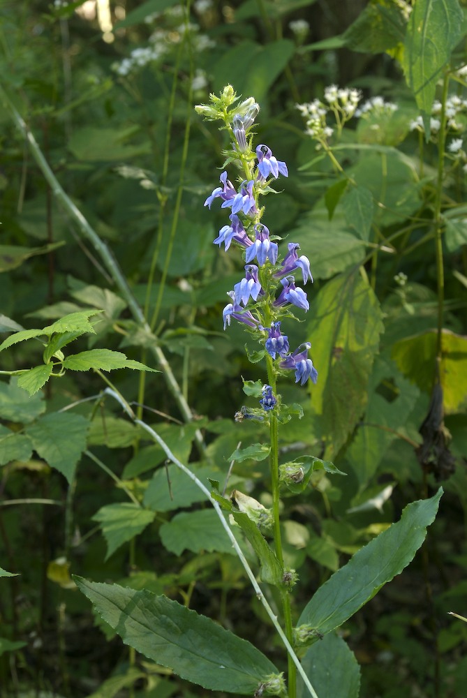 Campanulaceae Lobelia siphilitica