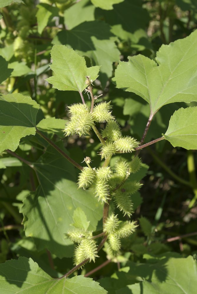 Asteraceae Xanthium strumarium