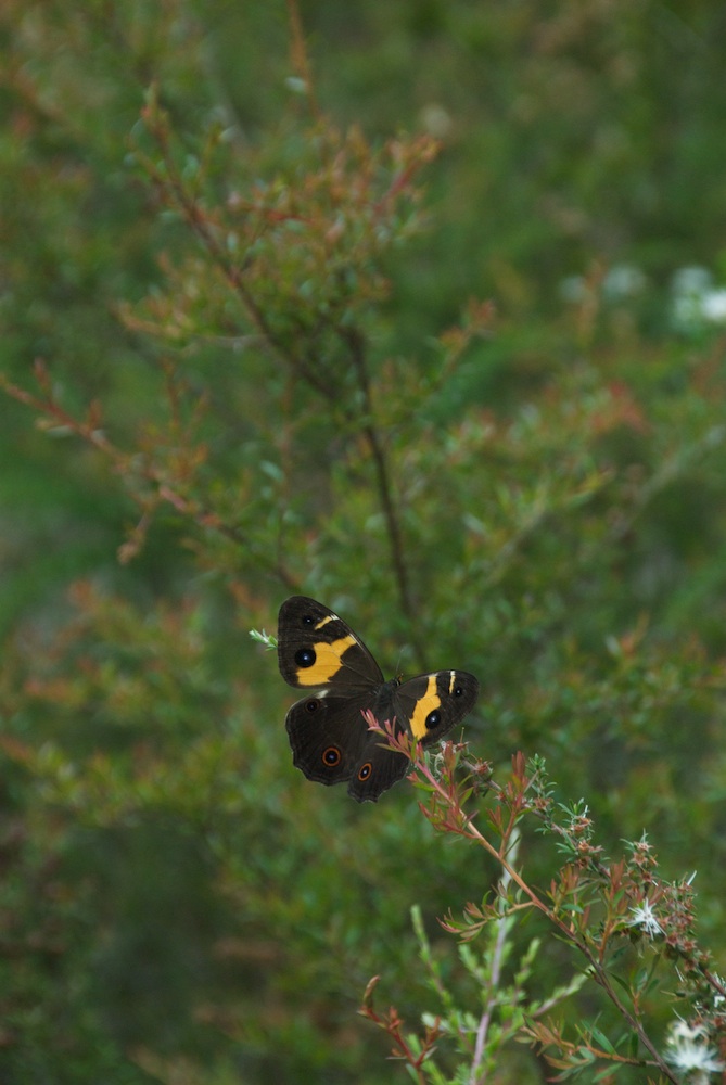 Nymphalidae Tisiphone abeona