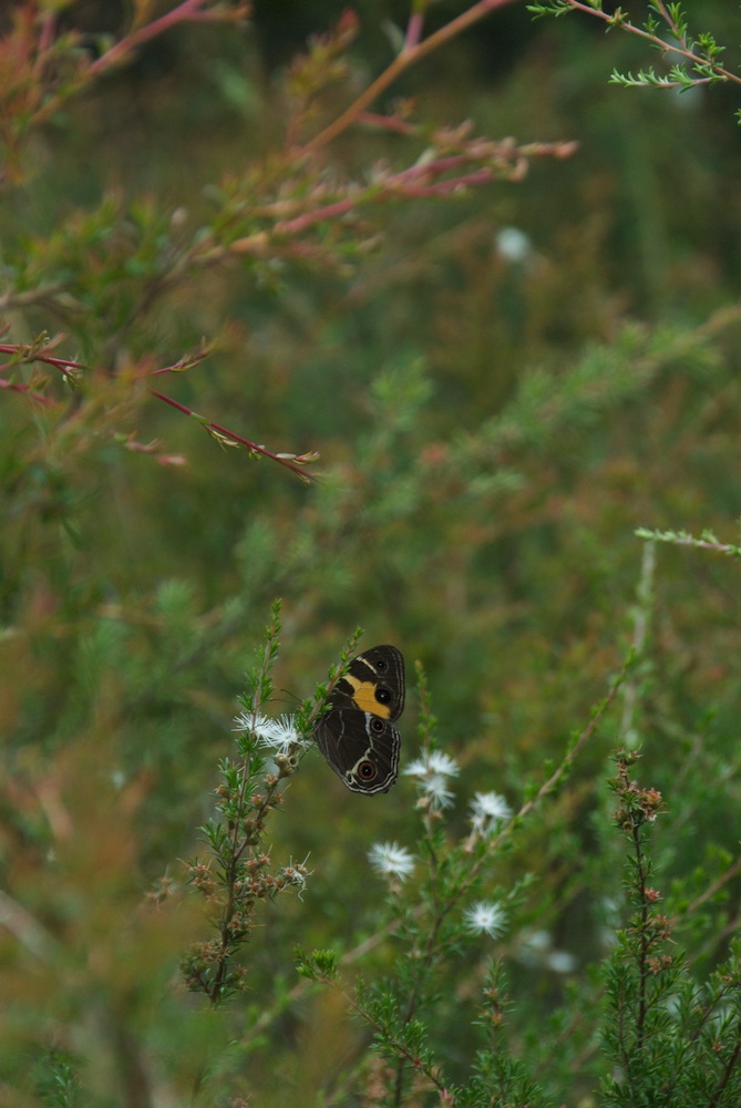 Nymphalidae Tisiphone abeona