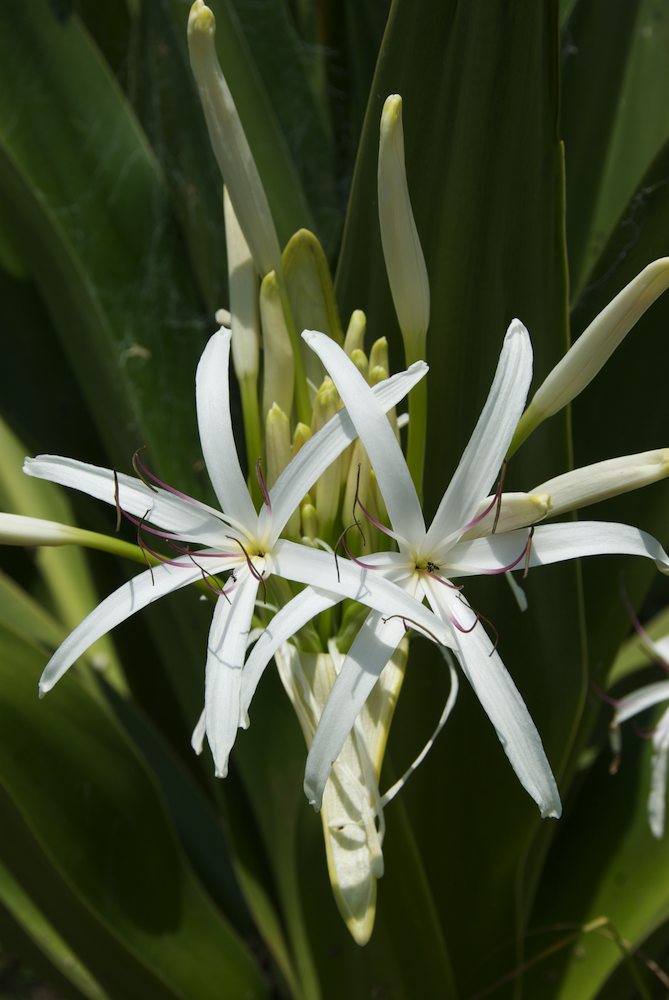 Amaryllidaceae Crinum pedunculatum