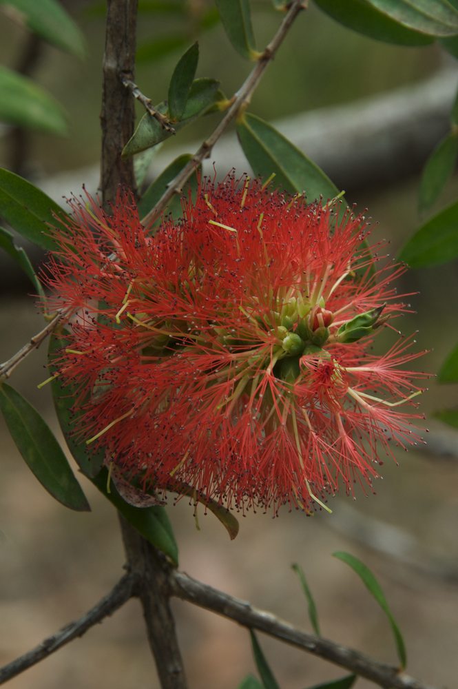 Myrtaceae Melaleuca hypericifolia