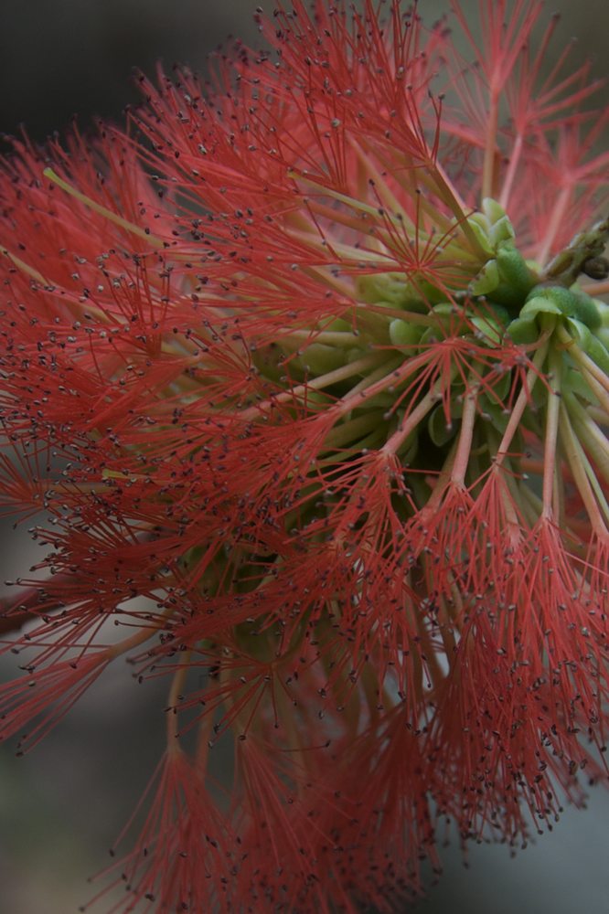 Myrtaceae Melaleuca hypericifolia