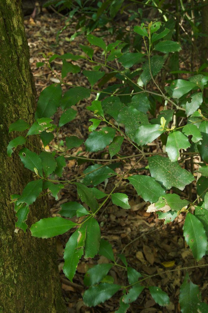 Atherospermataceae Doryphora sassafras