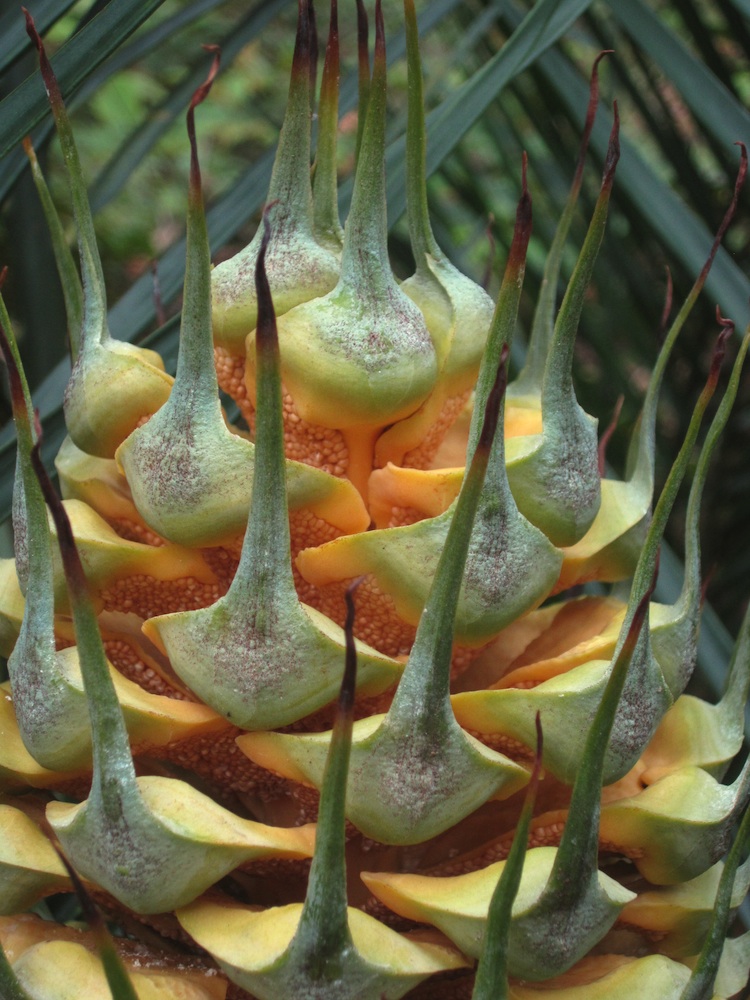 Zamiaceae Macrozamia communis