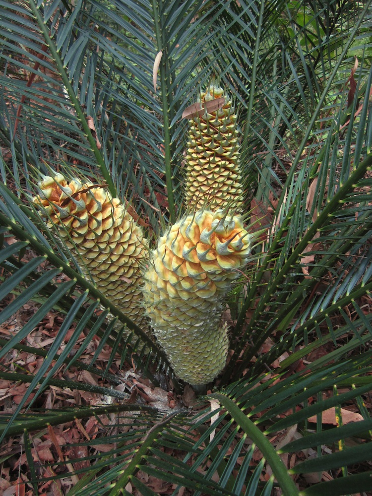 Zamiaceae Macrozamia communis