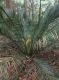 image of Macrozamia communis