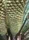 image of Macrozamia communis