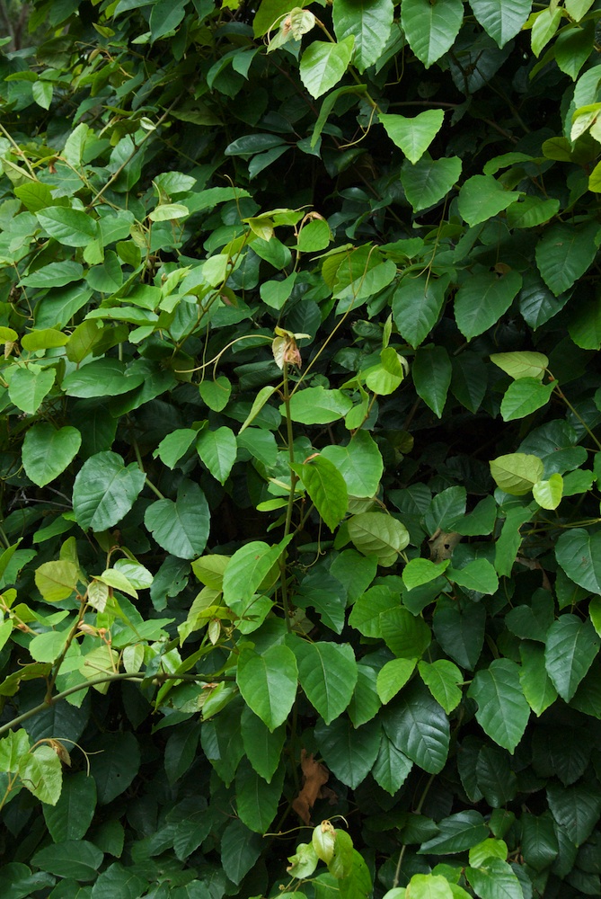 Vitaceae Cissus antarctica