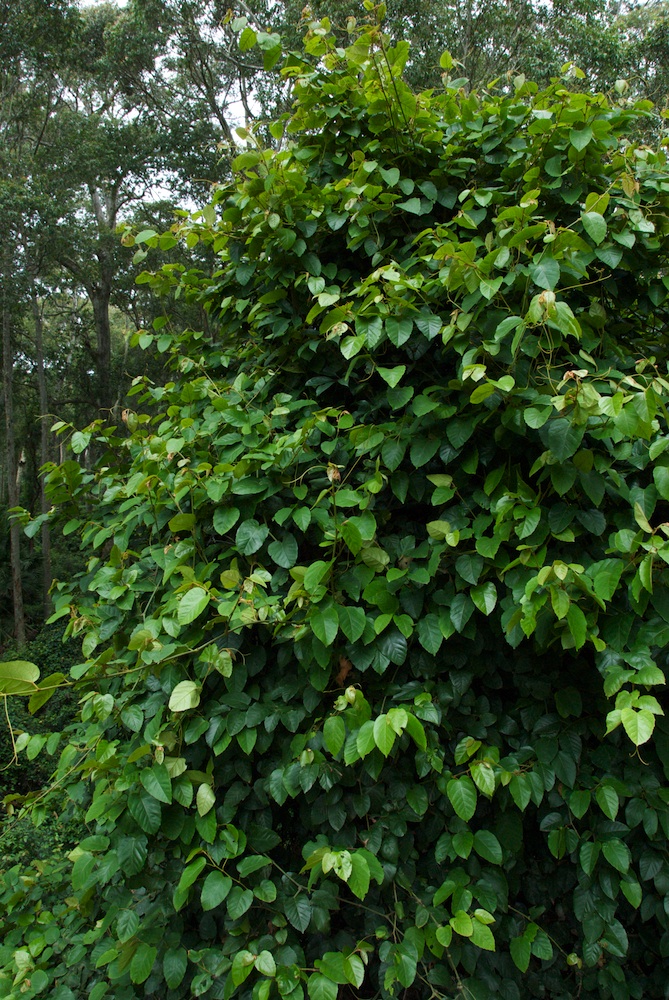 Vitaceae Cissus antarctica