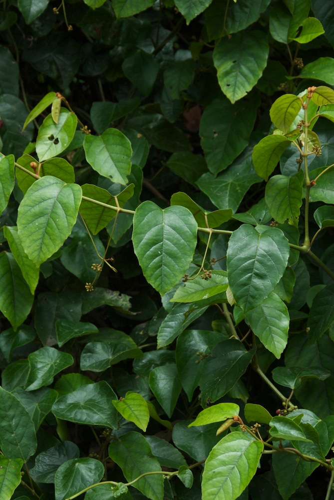 Vitaceae Cissus antarctica