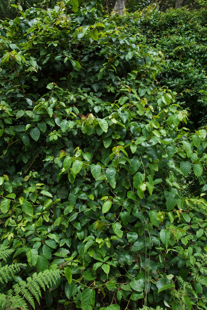 Vitaceae Cissus antarctica