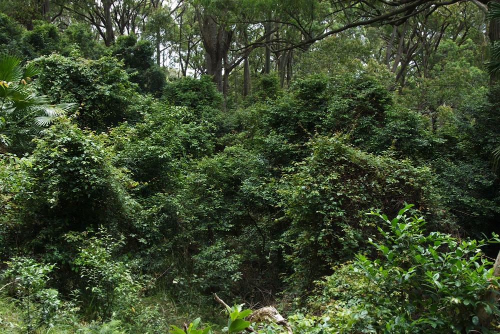 Vitaceae Cissus hypoglauca