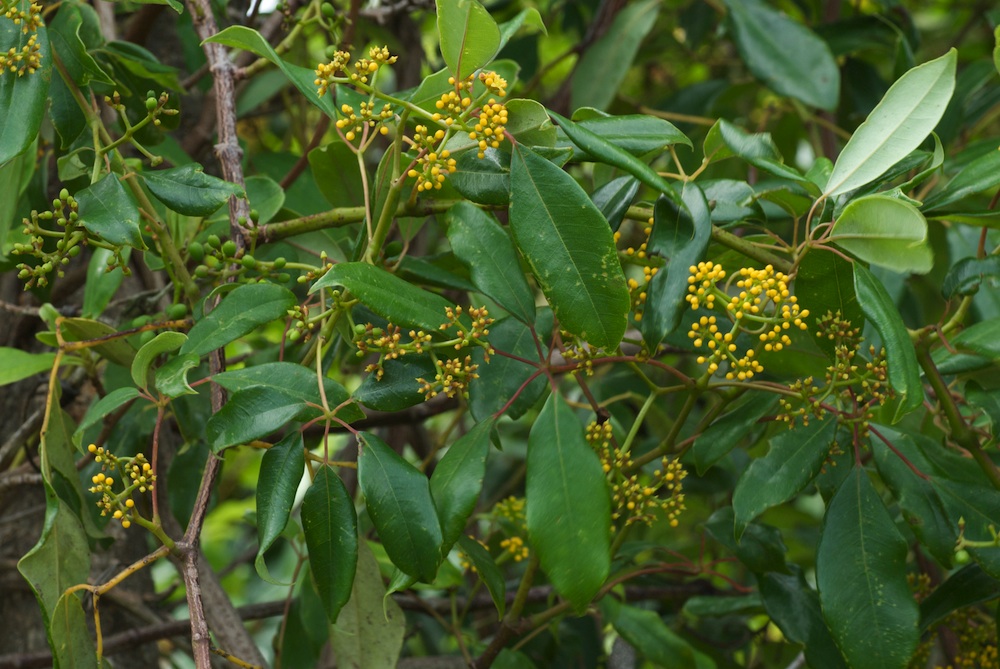 Vitaceae Cissus hypoglauca