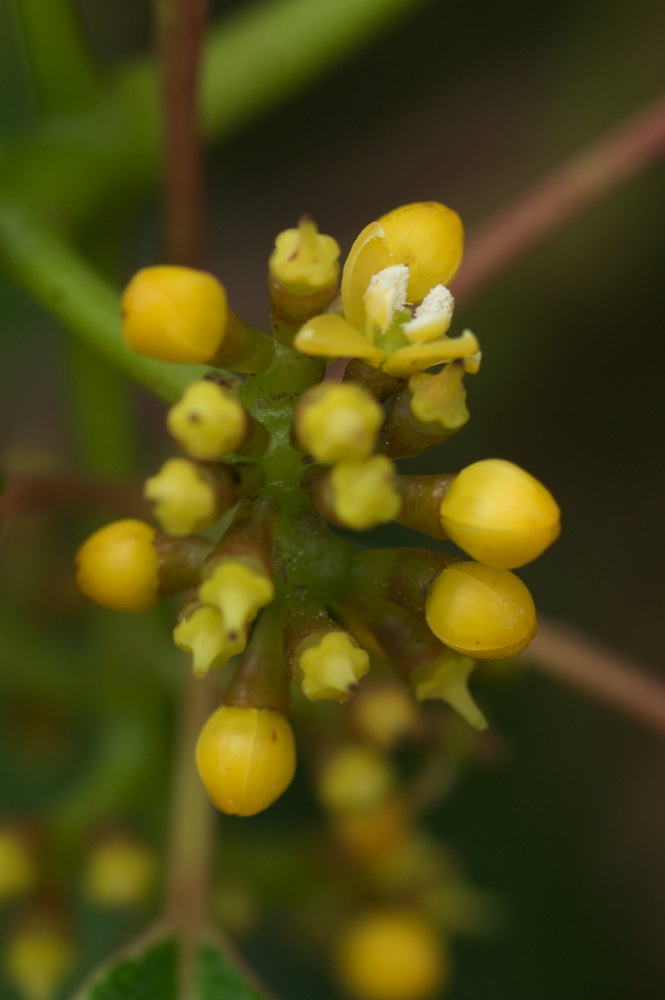 Vitaceae Cissus hypoglauca